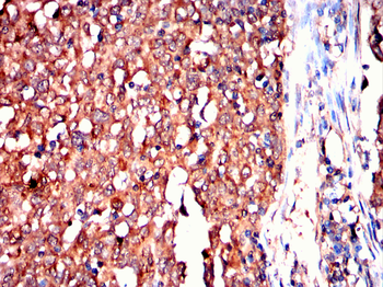 MVP Antibody