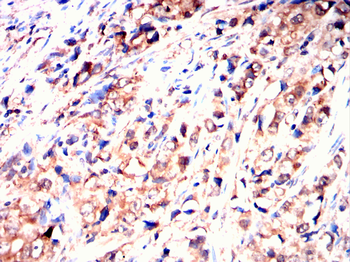 MVP Antibody