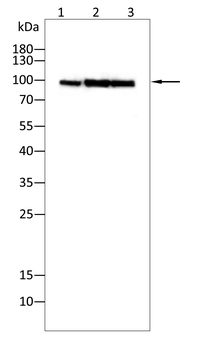 MVP Antibody