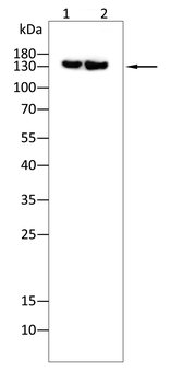 PRDM10 Antibody