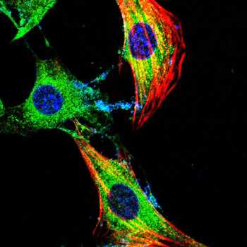 MAP4K3 Antibody