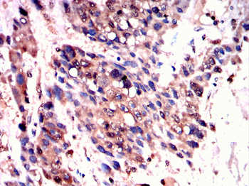 MAP4K3 Antibody