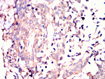 MAP4K3 Antibody