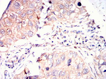 MAP4K3 Antibody