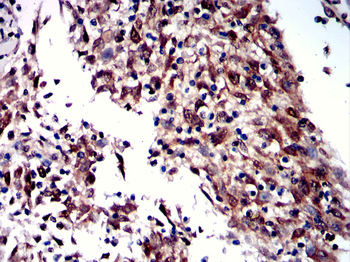 CLIC4 Antibody