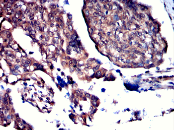 CLIC4 Antibody