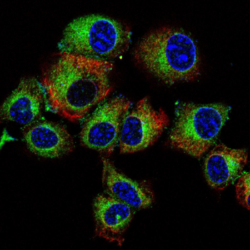 RAB11A Antibody