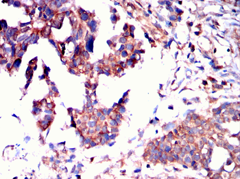 RAB11A Antibody
