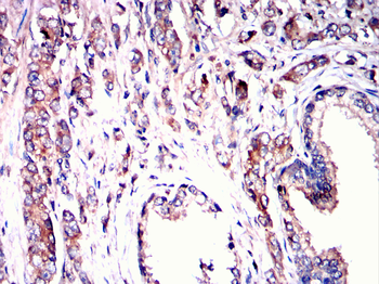 RAB11A Antibody