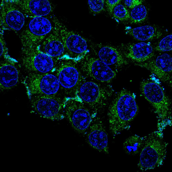 CHRM2 Antibody