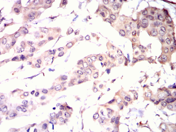 LGALS3 Antibody