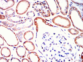 LGALS3 Antibody