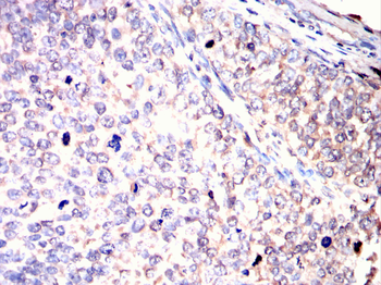 CNOT4 Antibody