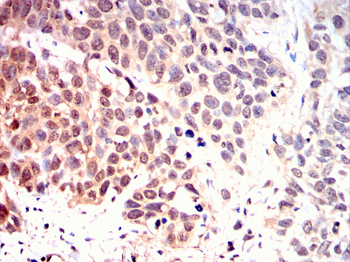 CNOT4 Antibody