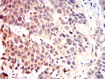 PRKAB1 Antibody