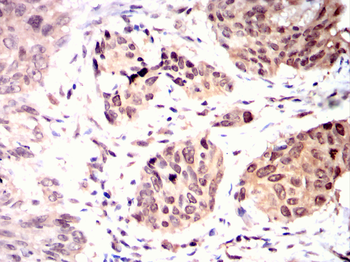 PRKAB1 Antibody