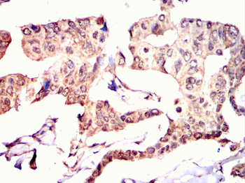 ADAMTS4 Antibody