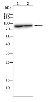 ADAMTS4 Antibody
