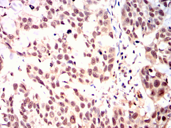 CDCA8 Antibody