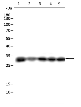 CDCA8 Antibody