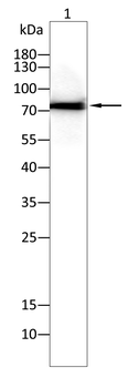 LIMK1 Antibody
