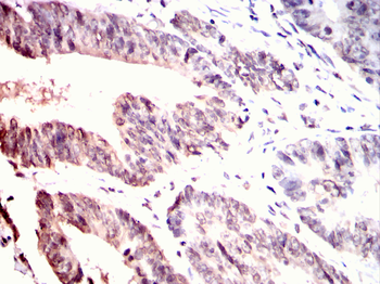 TLE1 Antibody