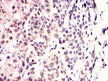 TLE1 Antibody