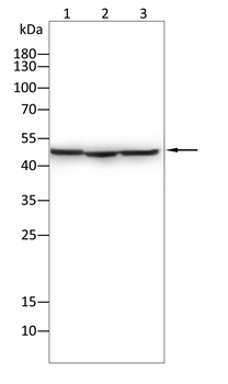 USP14 Antibody