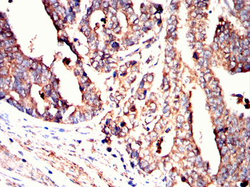 ATG12 Antibody