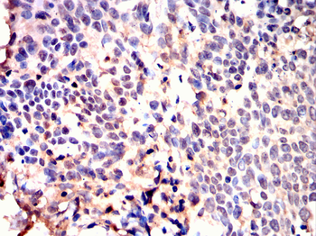 ATG12 Antibody