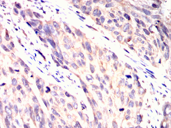 ATG12 Antibody
