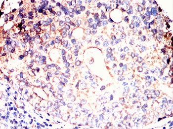 ATG12 Antibody