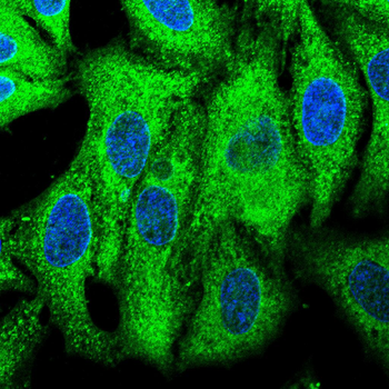 THOC1 Antibody