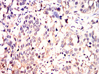 THOC1 Antibody