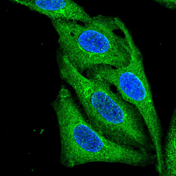 GNPDA1 Antibody