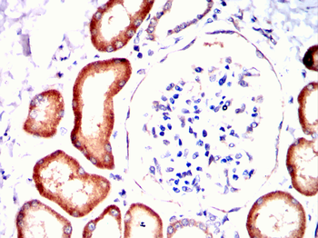 GNPDA1 Antibody