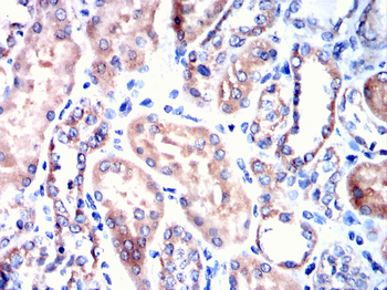GNPDA1 Antibody