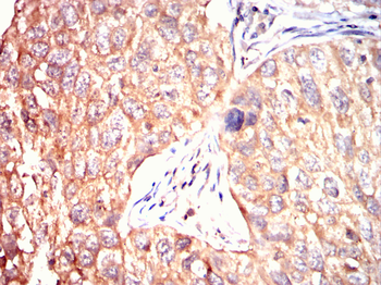 GNPDA1 Antibody