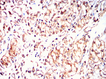 GNPDA1 Antibody