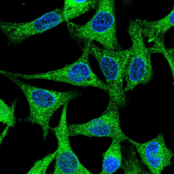 GDF11 Antibody