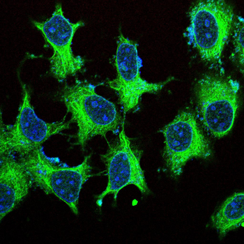 GOLPH3 Antibody