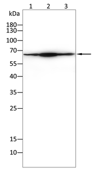 RPS6KL1 Antibody