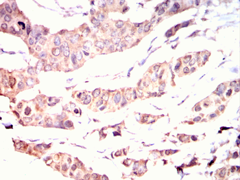 STRA8 Antibody