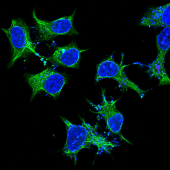 STRA8 Antibody