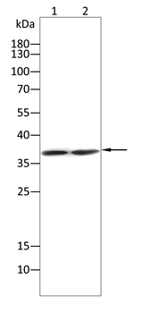 STRA8 Antibody
