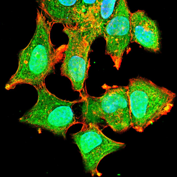 UCHL5 Antibody