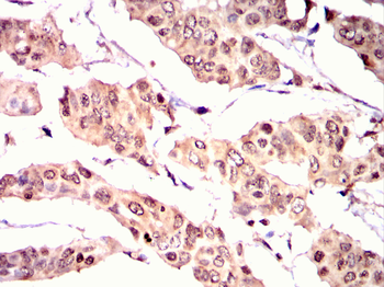 UCHL5 Antibody