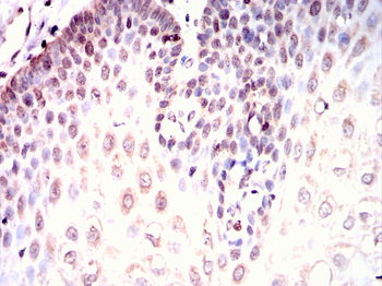 UCHL5 Antibody