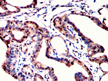 UCHL5 Antibody