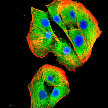 CD244 Antibody